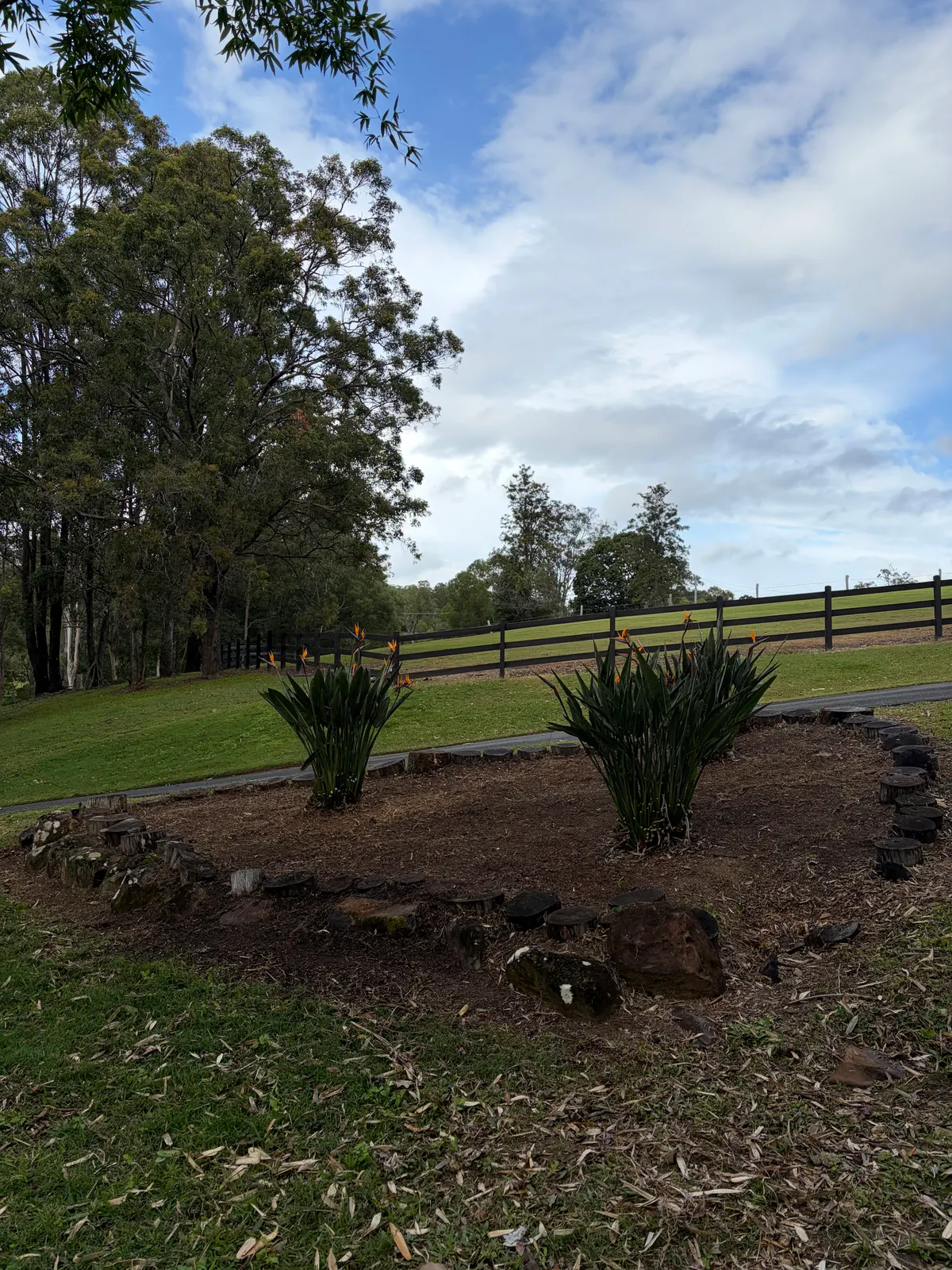 Tidy garden bed with fresh mulch and bird of paradise
