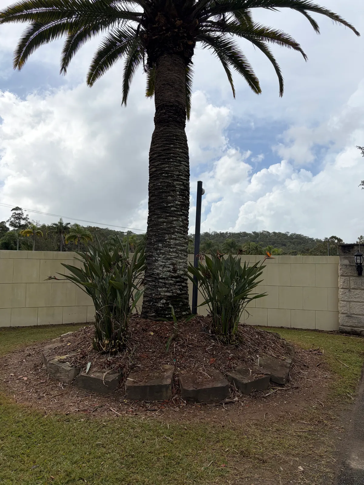 Cleaned palm garden bed with fresh mulch and trimmed plants