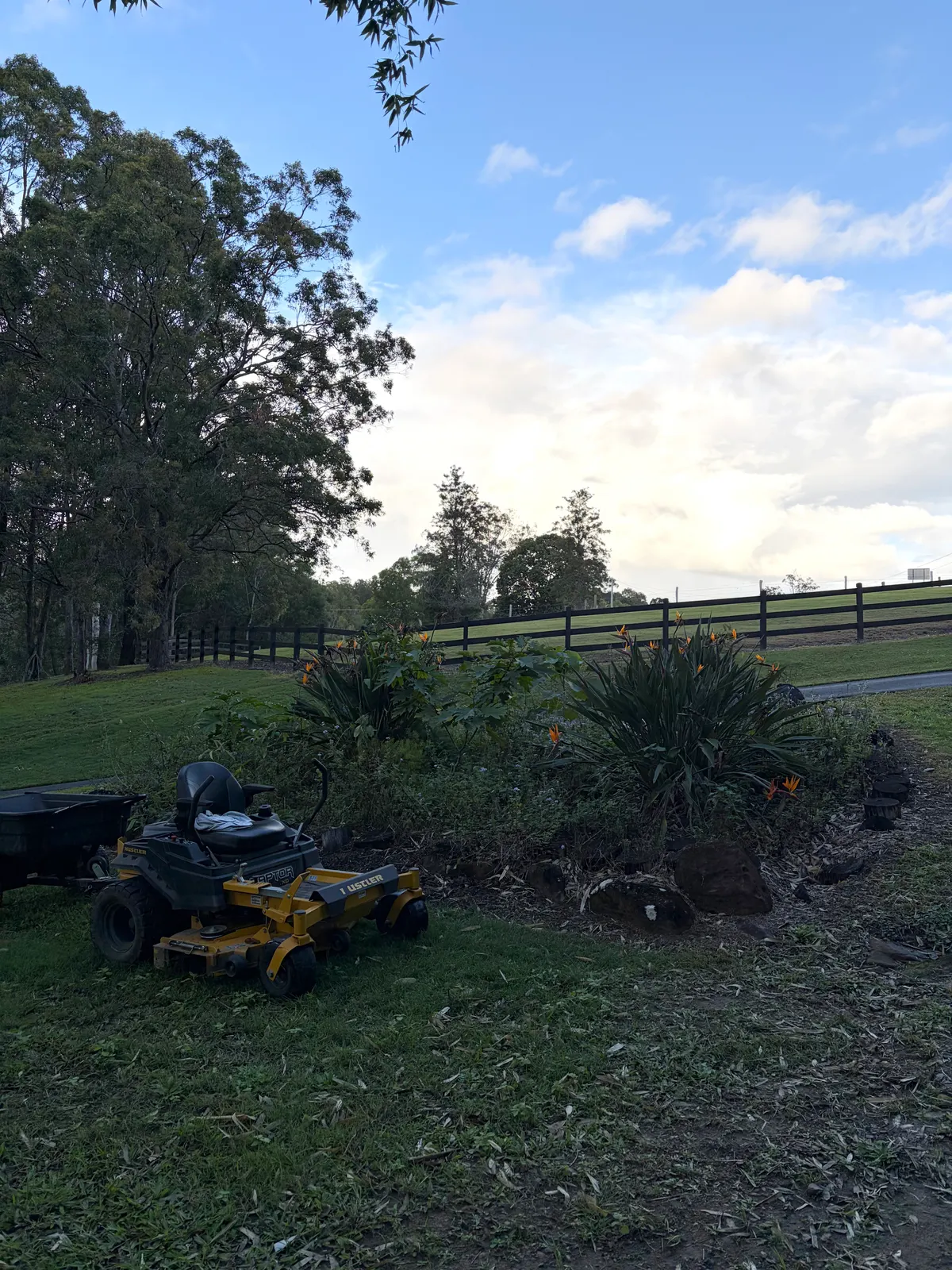 Overgrown garden bed before weeding and mulch