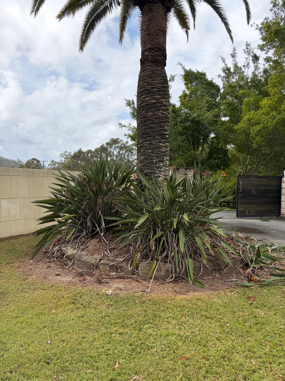 Overgrown palm garden bed before cleanup